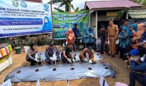 Gerakan tanam cabai di Kutim (ist)